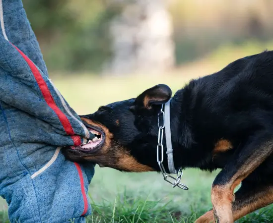 Dog Bites